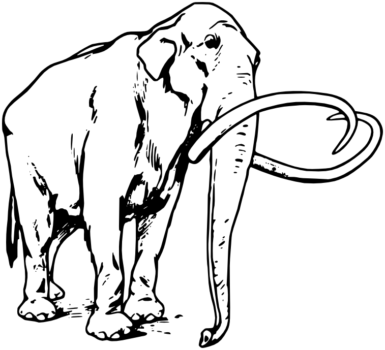 Columbian mammoth Mammuthus columbi - /animals/extinct/mammal/mammoth/Columbian_mammoth ...