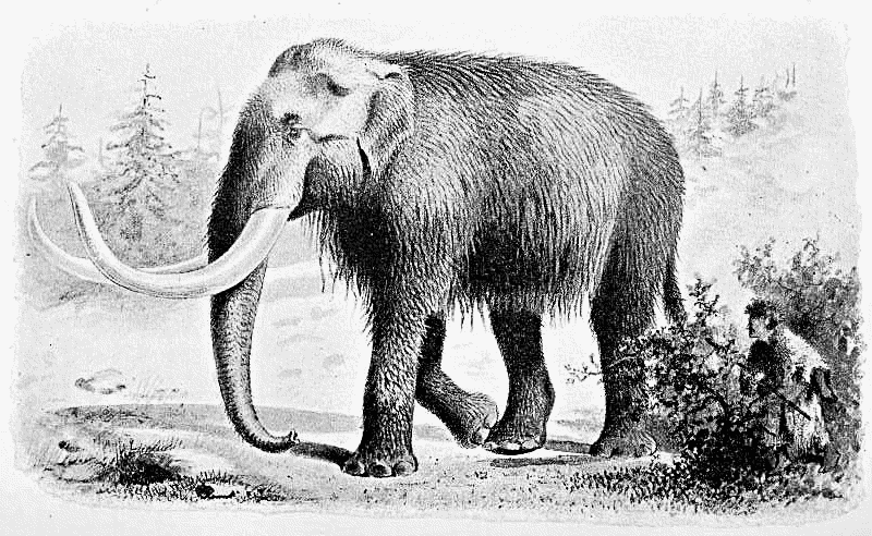 Mammoth drawing