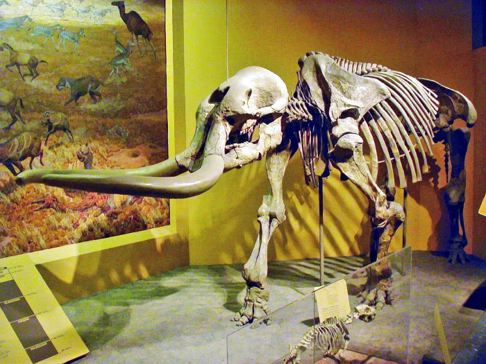 Stegomastodon mirificus  Smithsonian