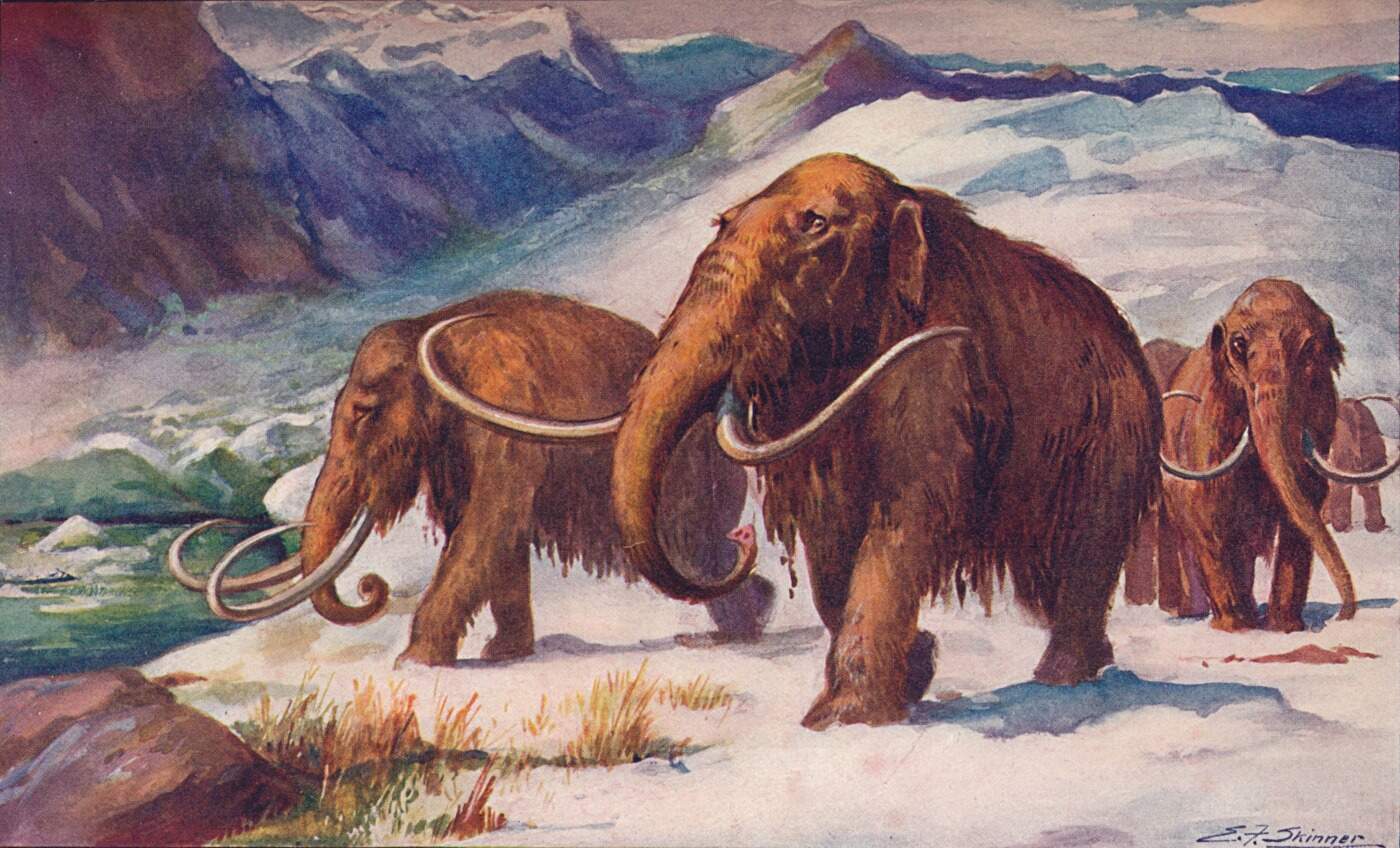 Wooly Mammoths 2