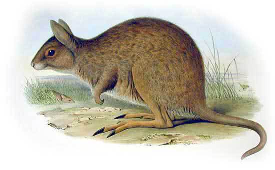 Eastern Hare-wallaby