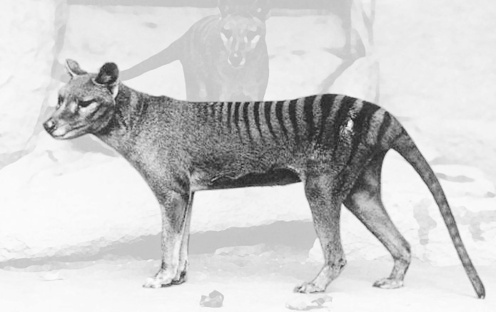 Tasmanian tiger  Thylacinus