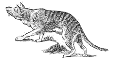 Tasmanian Wolf art