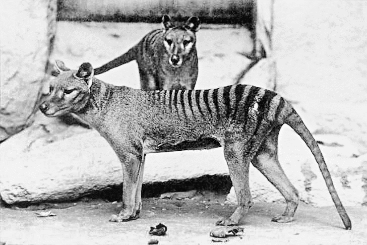 Thylacine 1906