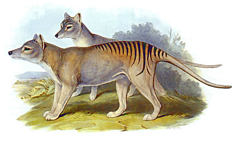 Thylacine  Thylacinus cynocephalus