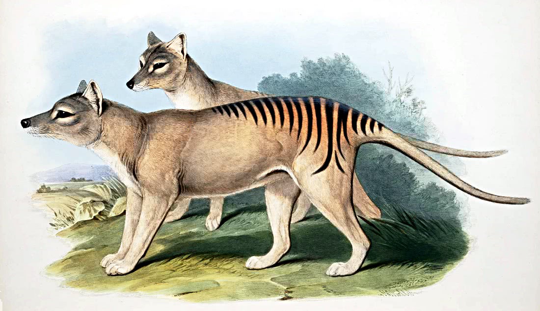 Thylacine large