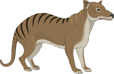 Thylacine clipart