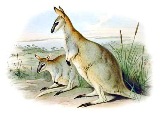 Toolache Wallaby