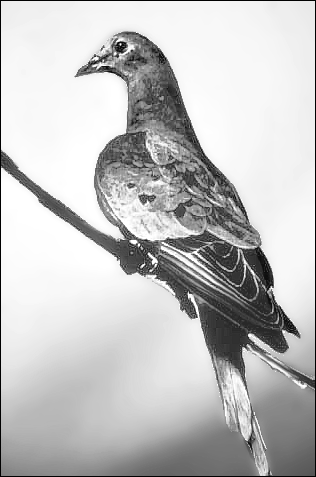Martha last passenger pigeon 1914