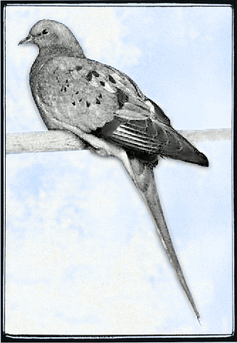 Passenger pigeon young