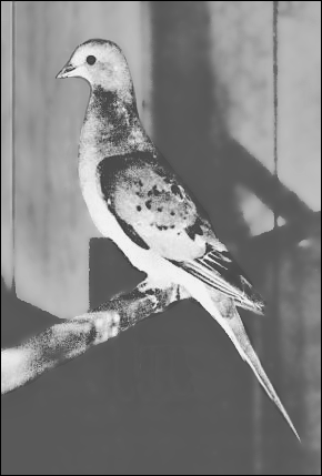 female Passenger Pigeon in captivity 1898