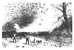 hunting passenger pigeons early 1800s