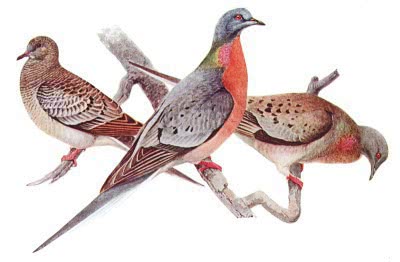 passenger pigeon w juvenile male and female