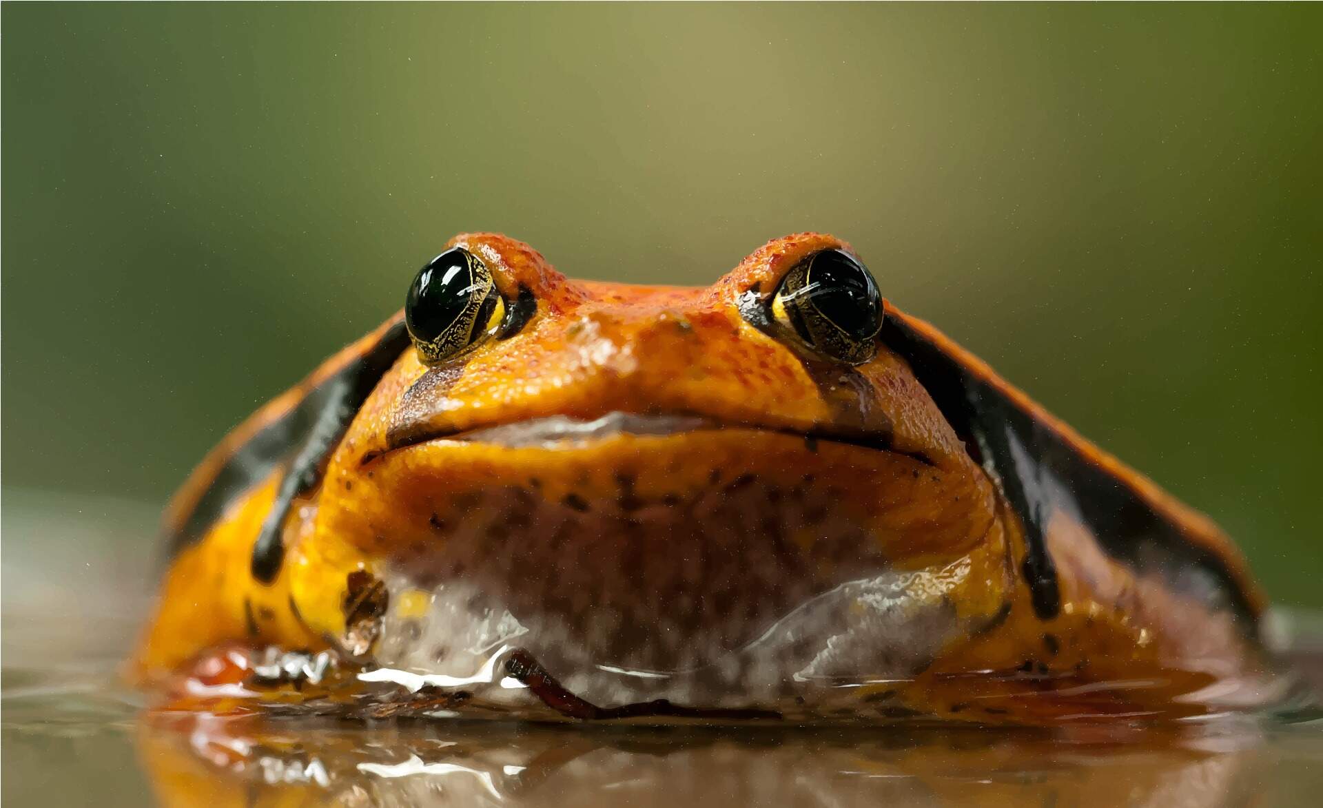 Frog low angle
