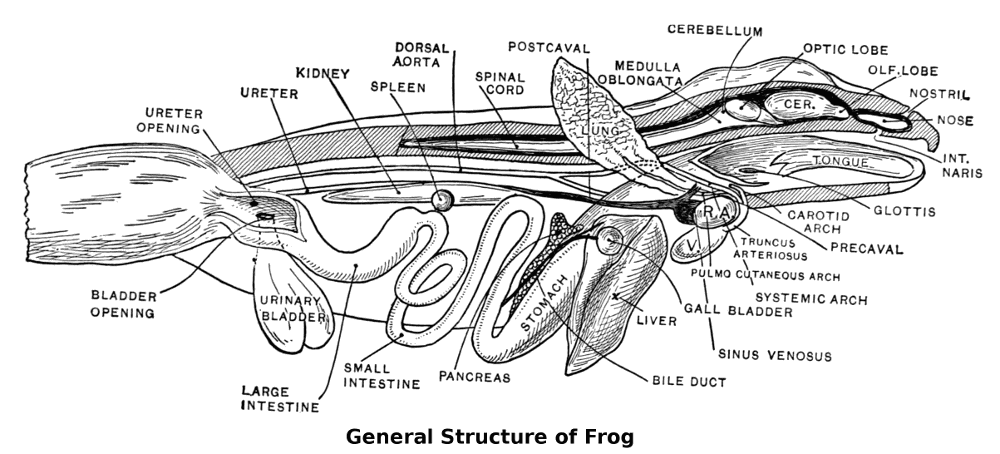 Frog structure