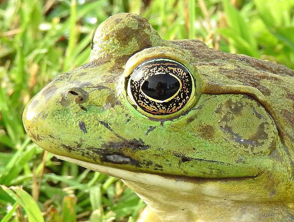 bullfrog closeup
