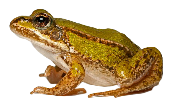 editable frog isolated