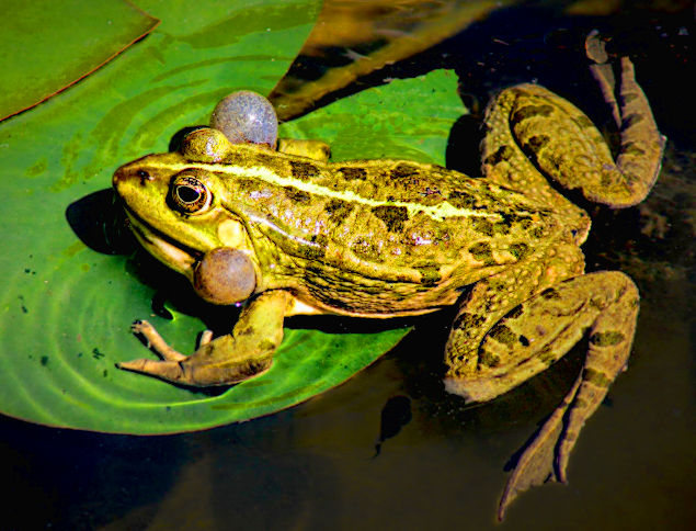 frog-lilypad