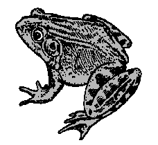 frog8