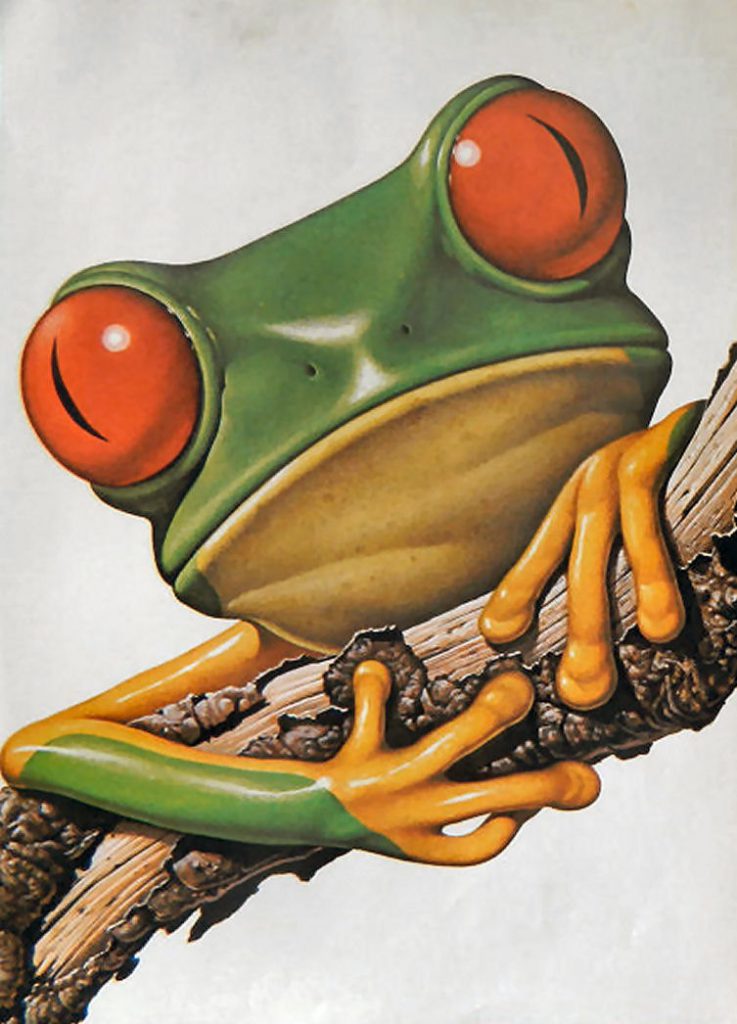 frog big eyes