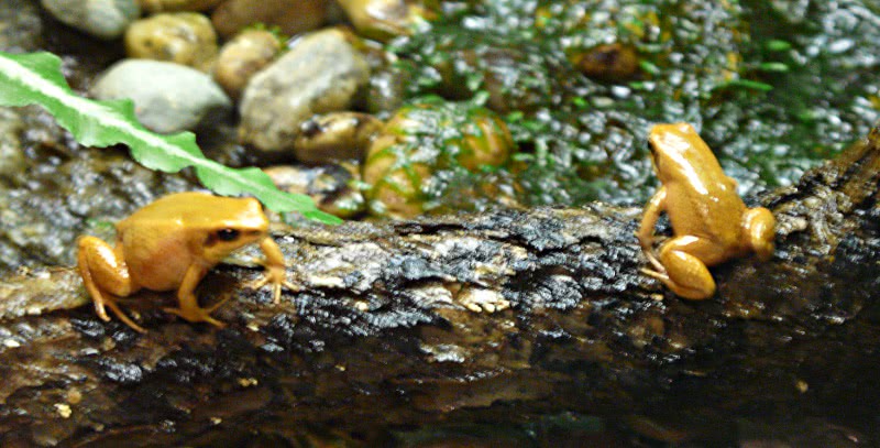 Black-eared Mantella Frog  Mantella milotympanum