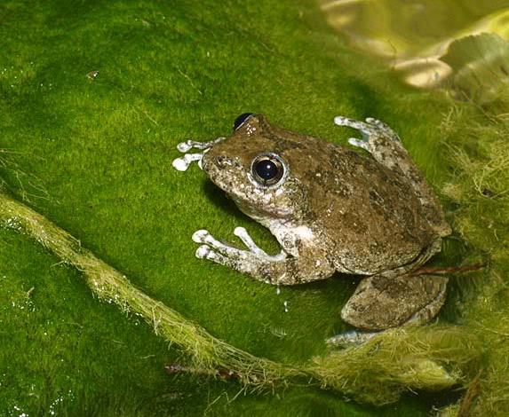 California treefrog