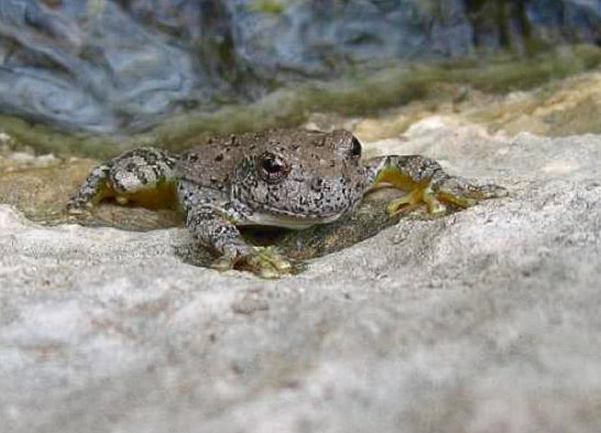 Canyon Tree frog