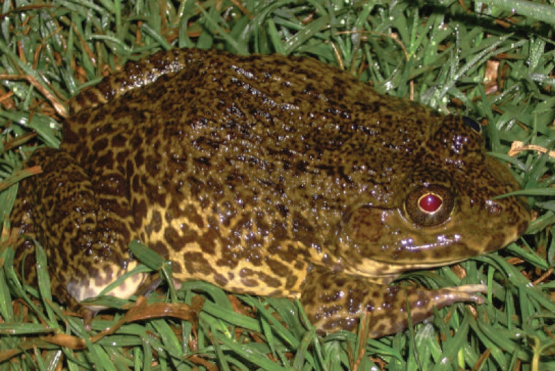 Chinese edible frog  Hoplobatrachus rugulosus