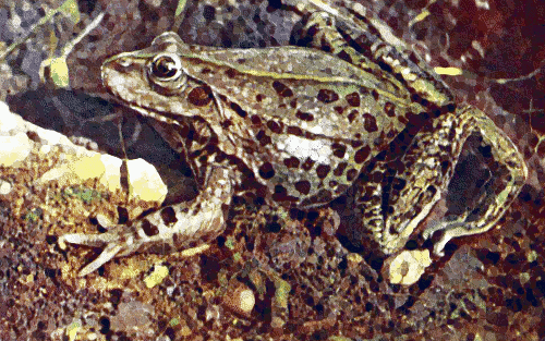 Edible frog  Rana esculenta