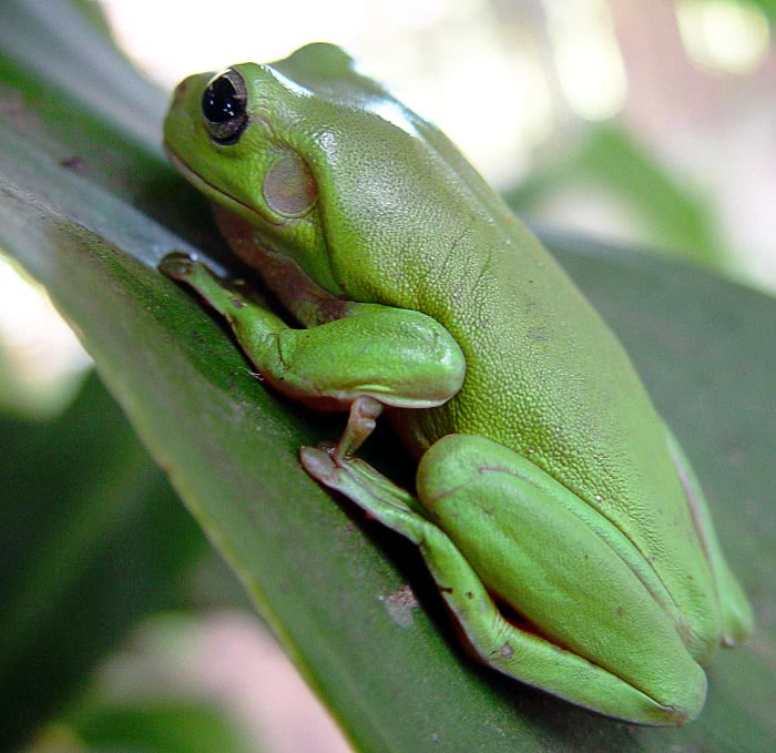Frog on leaf with eardrum