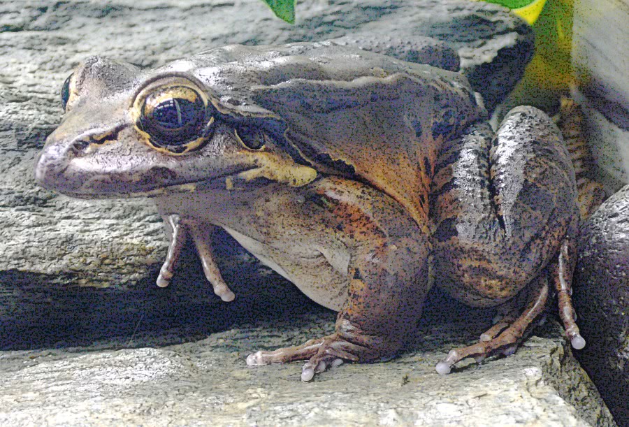 Giant Ditch Frog  Leptodactylus fallax