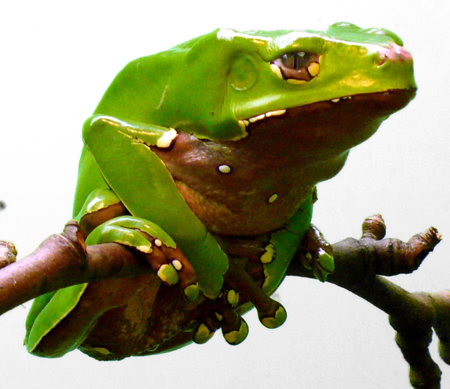 Giant waxy tree frog  Phyllomedusa bicolor