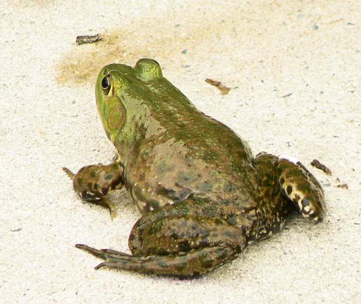 Green Frog  Lithobates clamitans