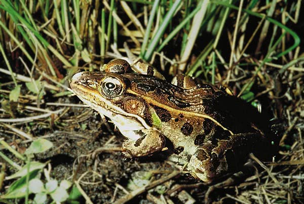 Northern leopard frog  Lithobates pipiens