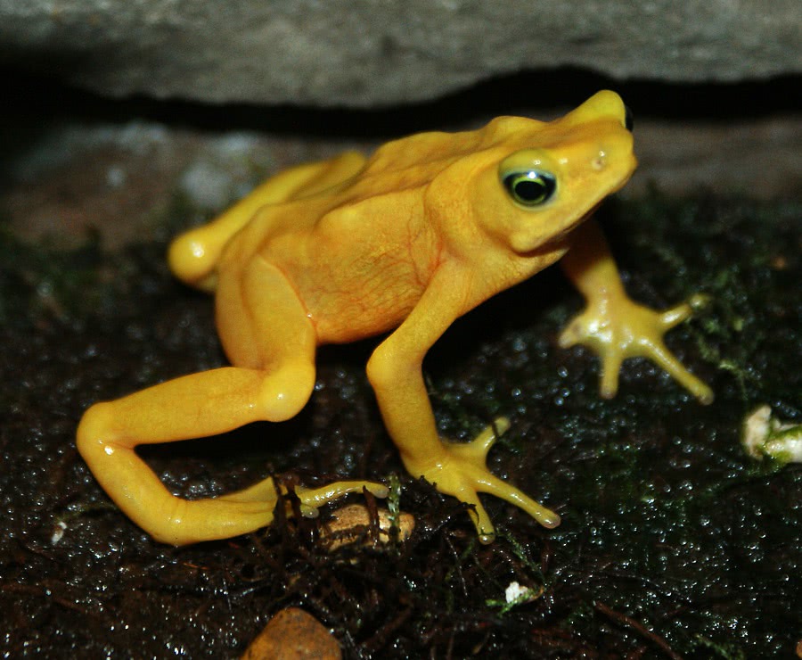 Panamanian Golden Frog  Atelopus zeteki