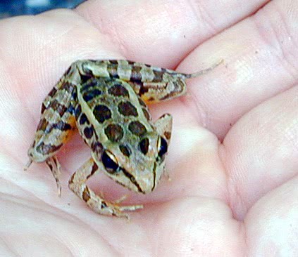 Pickerel Frog  Lithobates palustris