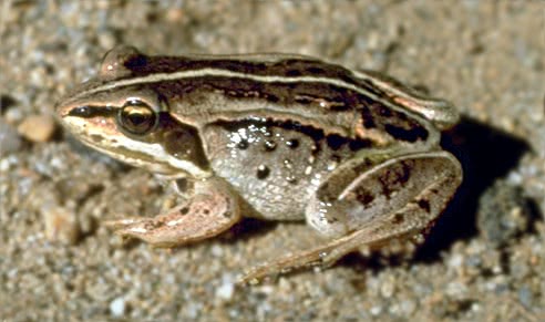 Wood Frog  Lithobates sylvaticus