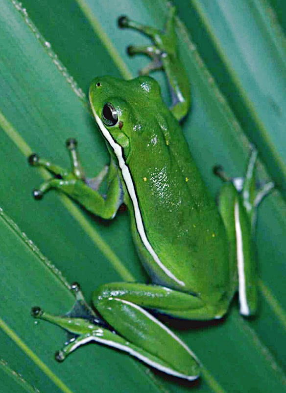 leaf frog