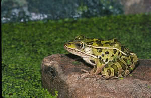 northern leopard frog 2