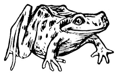 frog sketch BW