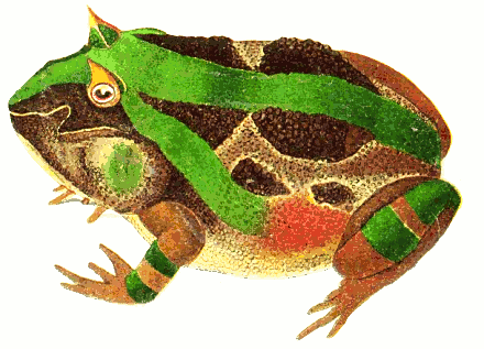 horned frog female