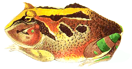 horned frog male