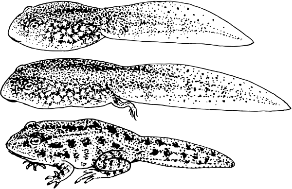 tadpole stages