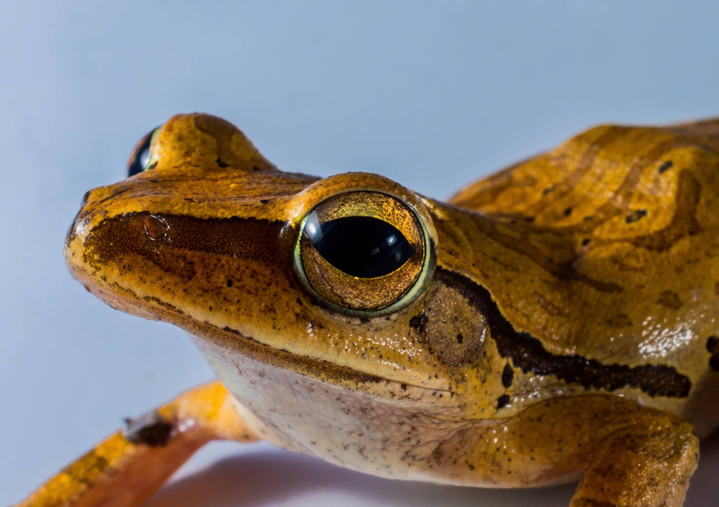 tree frog closeup