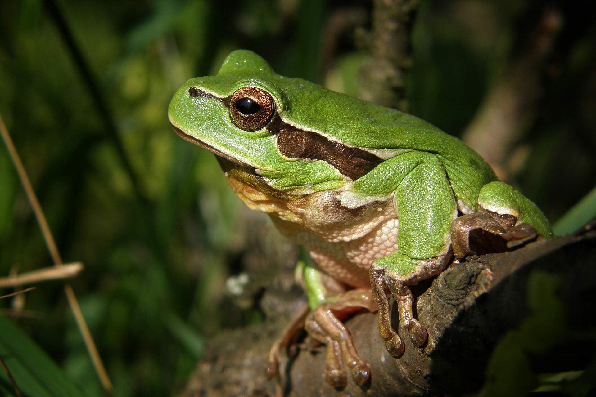 tree frog on branch