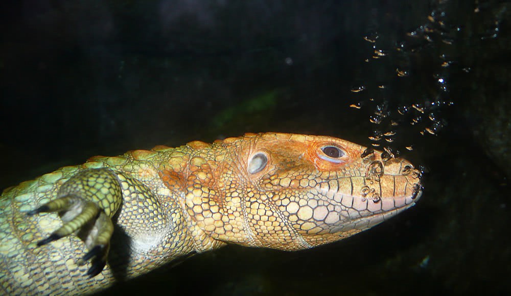 Caiman Lizard swimming