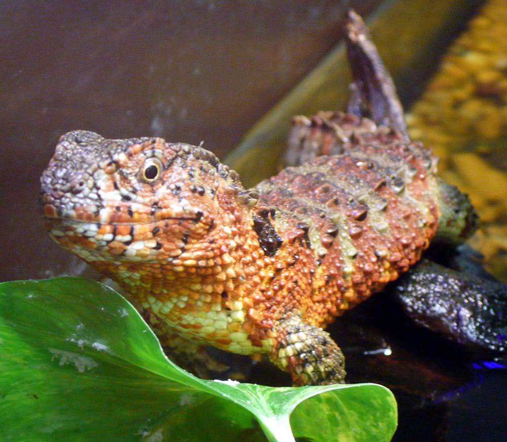 Chinese Crocodile Lizard  Shinisaurus crocodilurus