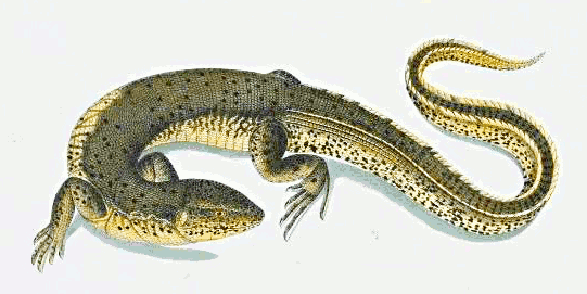 Crocodilurus amazonicus