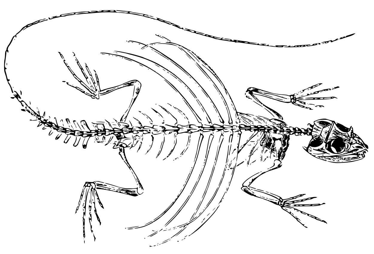 Flying Dragon skeleton  Agamidea
