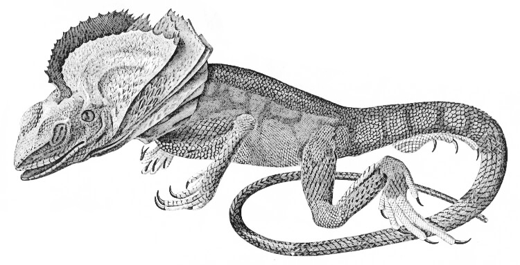 Frilled Lizard  Chlamydosaurus kingii